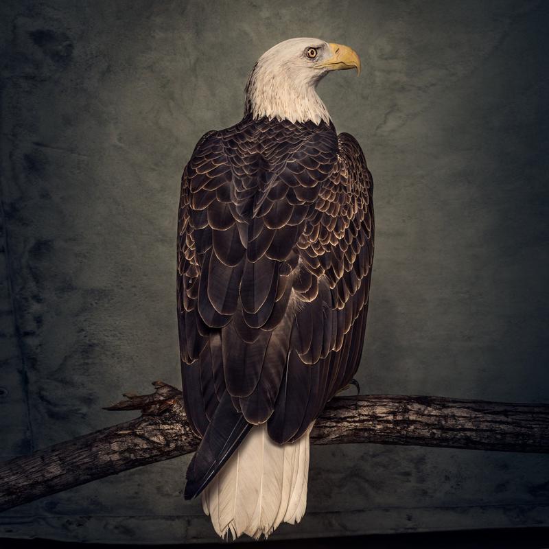 Book of Bad Decisions: Coloured Vinyl LP